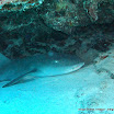 Nurse Shark (3).jpg
