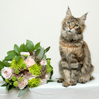 Bearcloud Hope @ 8 months hop_0005.jpg