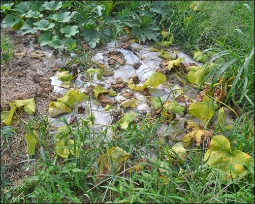 wilted butternut plants