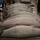 Buyers inspecting the tuna Buyers inspecting the tuna