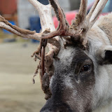 Goings On About Nome - Sep11