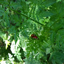 Lady bug