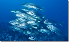 Sardines Fish