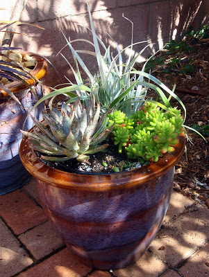 A colorful container plays well with the succulent plantings