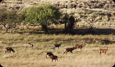 neuquen ciervos