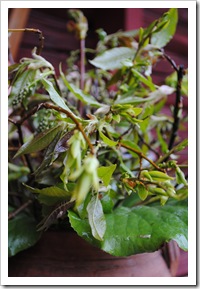 blommor 015