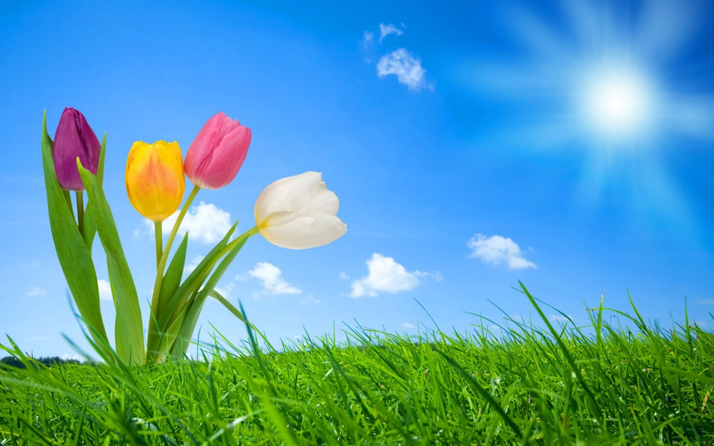 [2532-spring-nature-wallpapers-hd-wal%255B1%255D.jpg]