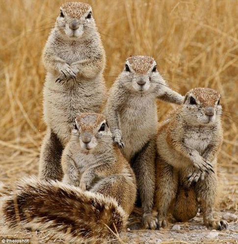 Squirrel-family