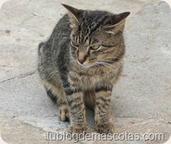 Nombres para gato: bigotes, ocelote, gatopardo, ronroneo