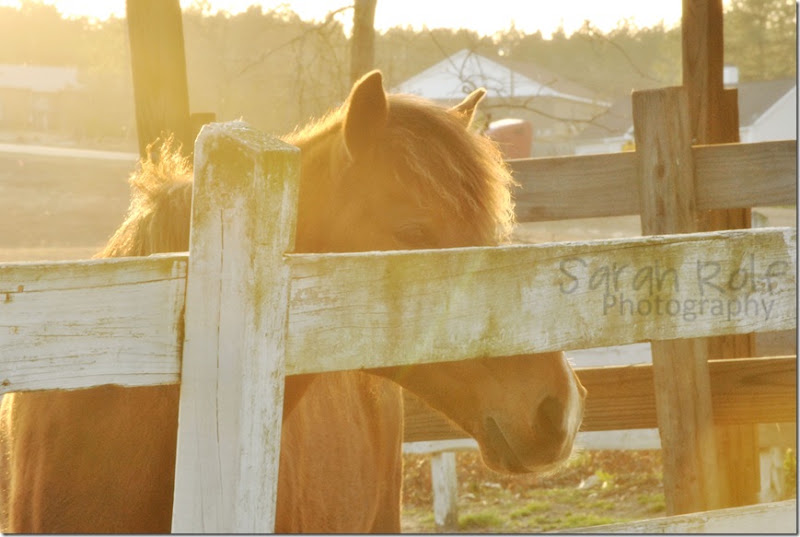 horse-at-dusk