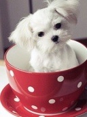 cup-of-puppy_wallpapere telefon