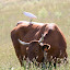 Garça boieira - Bubulcus ibis