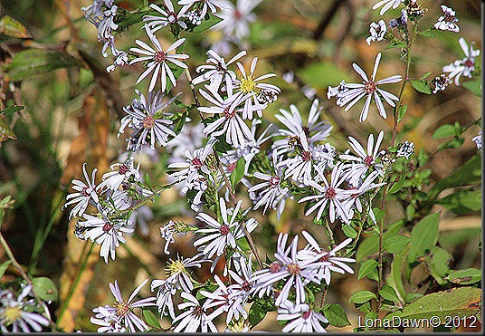 Ross_Lake_Asters