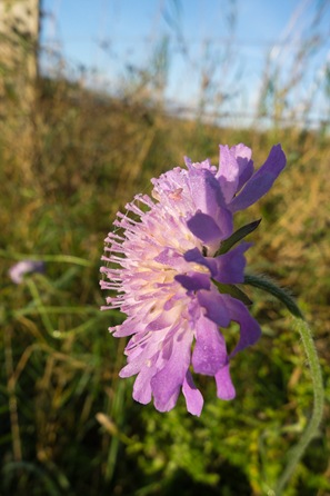 Field Scabious Field Scabious