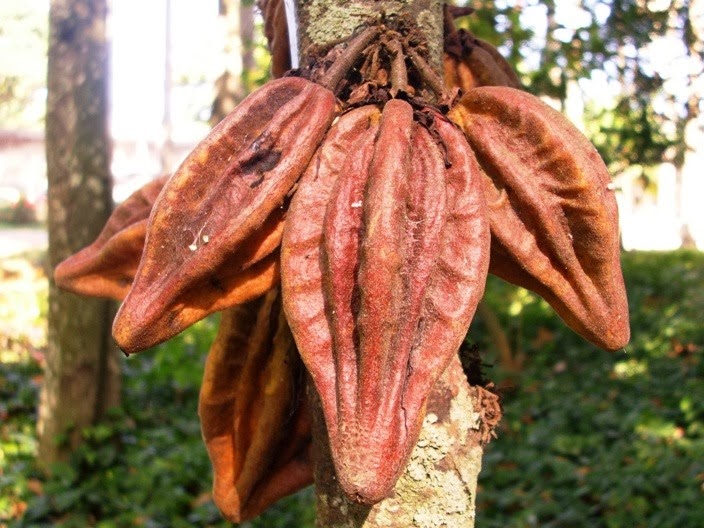 [Theobroma%2520mariae%2520-%2520Caco%2520Jacare%2520by%2520Carlos%2520Velazco%2520%2520SMALL%255B3%255D.jpg]