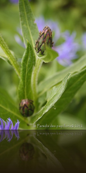 IMG_0974 IMG_0974