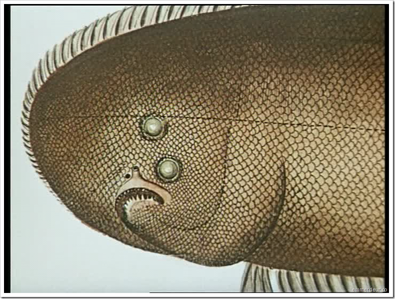 jan svankmajer historia naturae emmerdeur_193 jan svankmajer historia naturae emmerdeur_193