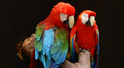 [LoveBirdParrots%255B4%255D.png]