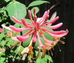 honeysuckle yellow red no scent3