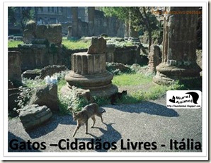 papa_ama_gatos (9) papa_ama_gatos (9)