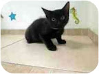 Zack, from New York City. Little Zack is super playful and friendly. He is liter-box trained and loves other cats. See link to his info at end of blog. Zack, from New York City. Little Zack is super playful and friendly. He is liter-box trained and loves other cats. See link to his info at end of blog.