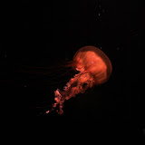 IMG_4748.JPG