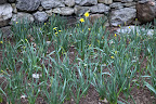 Bingo!  The daffodils are beginning to bloom!