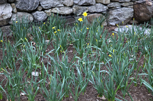 Bingo!  The daffodils are beginning to bloom!