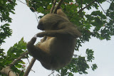 Three-toed sloth