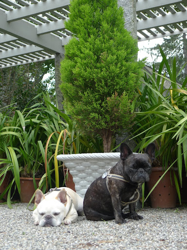 Oh Franny, all this waiting is making me sleepy...where is that Chow?