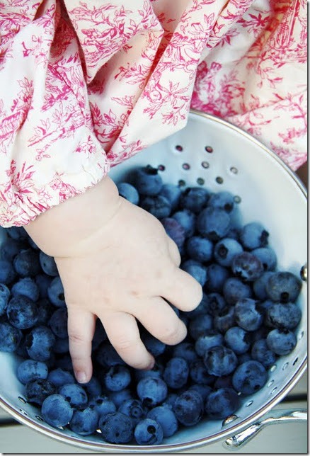 First Blueberry Harvest at A Country Farmhouse