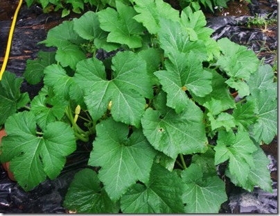 Garden7