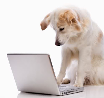 perro con ordenador
