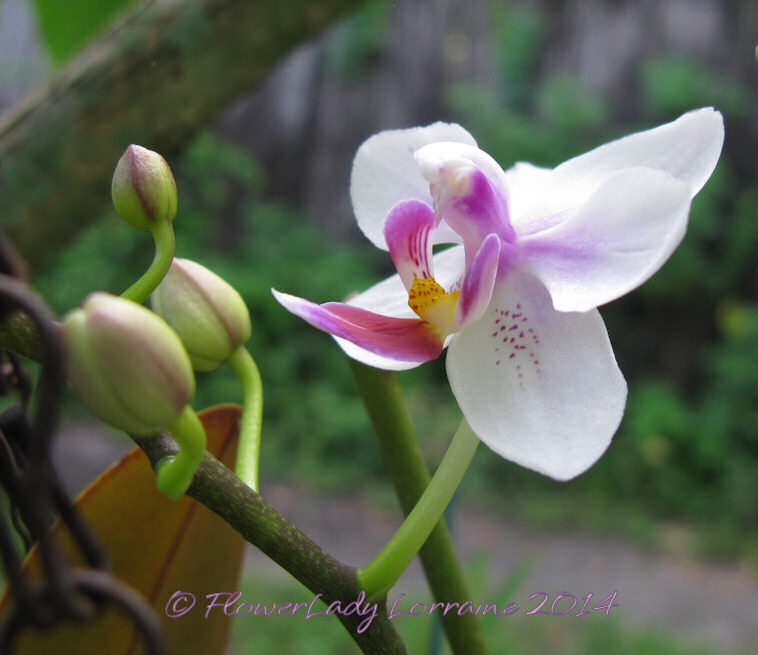[06-30-unkn-orchid%255B4%255D.jpg]
