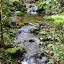Along The Path At Zealandia - Wellington, New Zealand