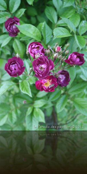 IMG_4692 IMG_4692