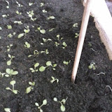 effectuer un trou pour le repiquage des plantules