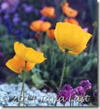 Yellow Poppies