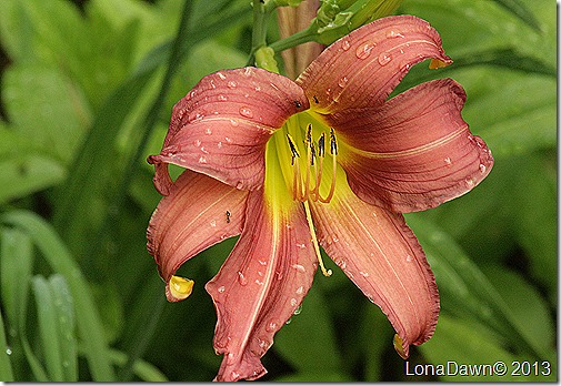Lily_PrairieBlueEyes Lily_PrairieBlueEyes