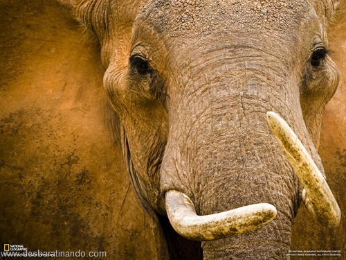 wallpapers national geographic desbaratinando (16) wallpapers national geographic desbaratinando (16)