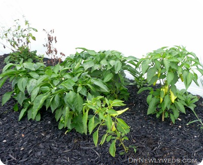 pepper-plants