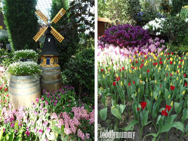 Tulips  windmill