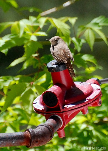 11. house wren-kab 11. house wren-kab