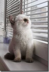 cat sunshine cat sunshine