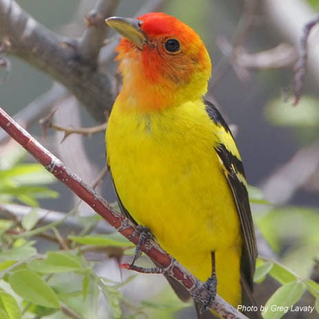 Western Tanager Western Tanager