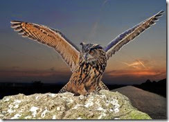 owl-landing-wings-spread