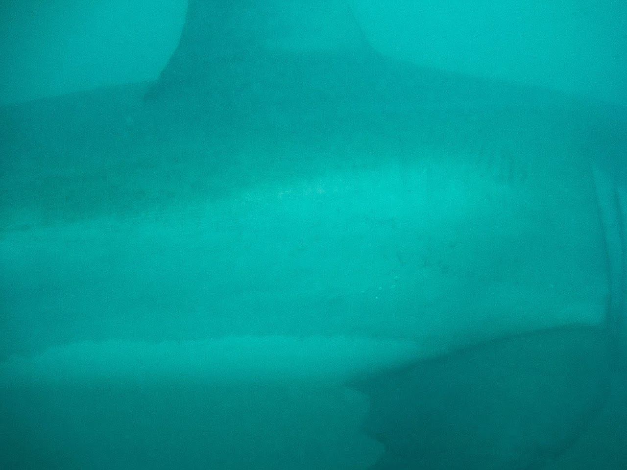 Side of shark