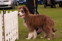 Sheepdog pup eyeing up the ducks Sheepdog pup eyeing up the ducks