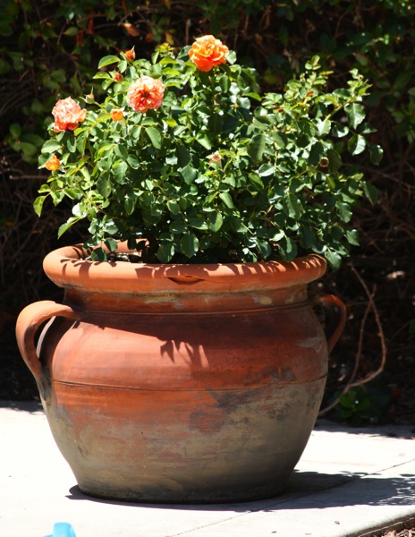 IMG_9013.jpg roses in a pot