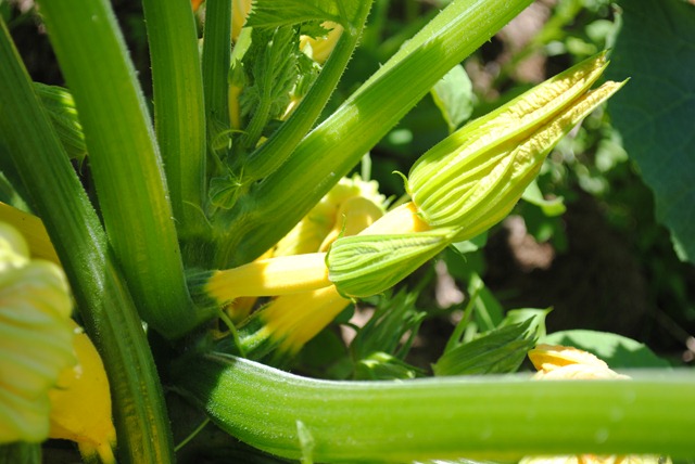 [DSC_0906%255B3%255D.jpg]